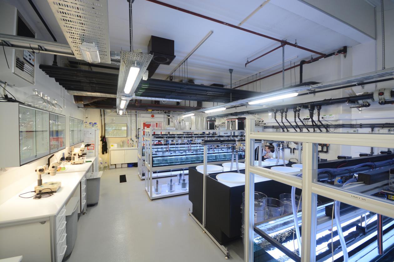 Appendicularian facility