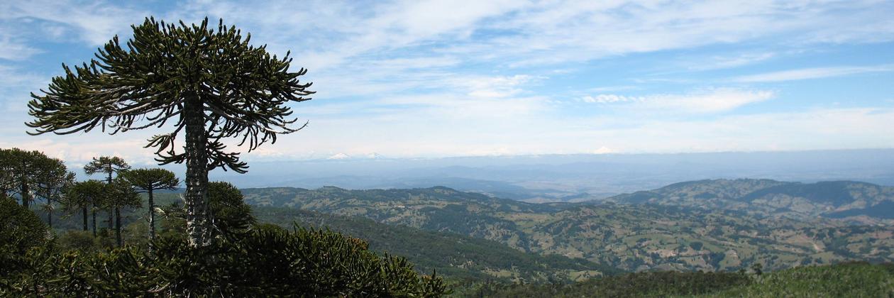 Araucaria at Nahuelbuta, Chile