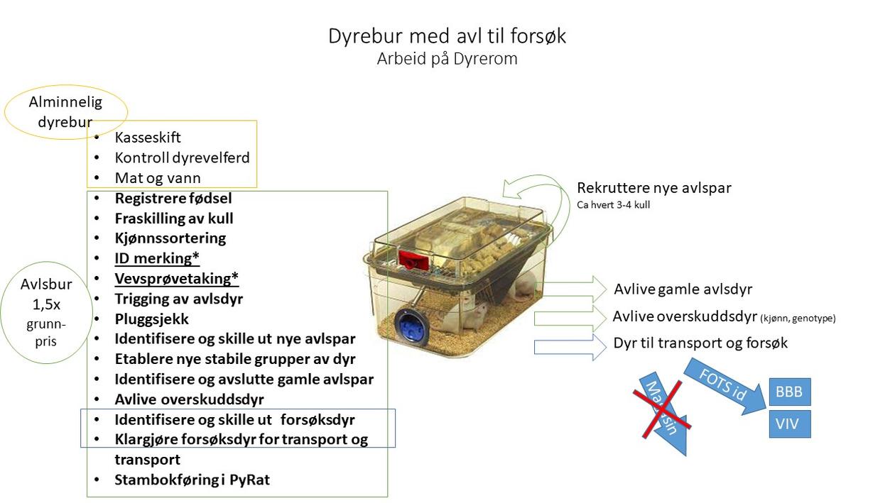 Arbeidsoppgaver knyttet til avl