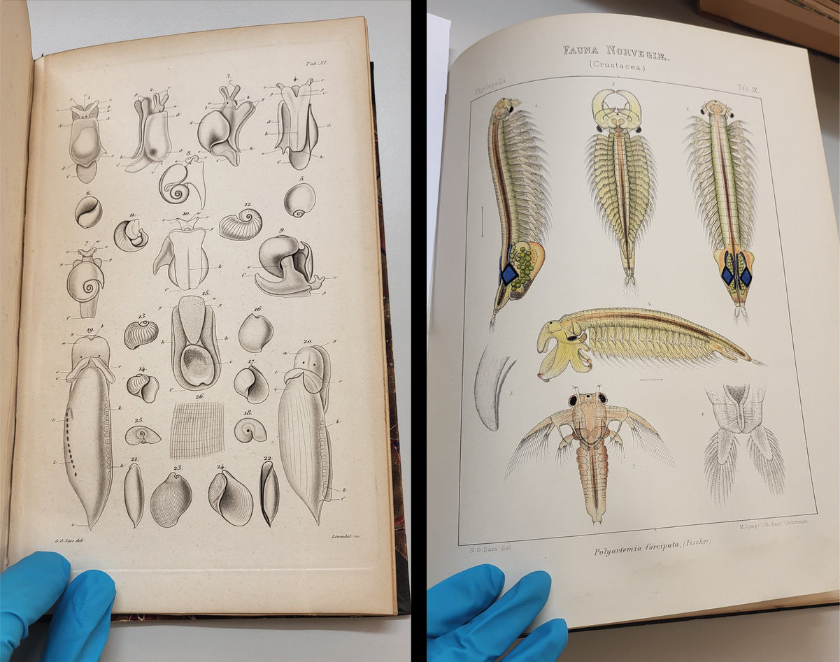 Drawings of sea slugs and crustaceans on book pages