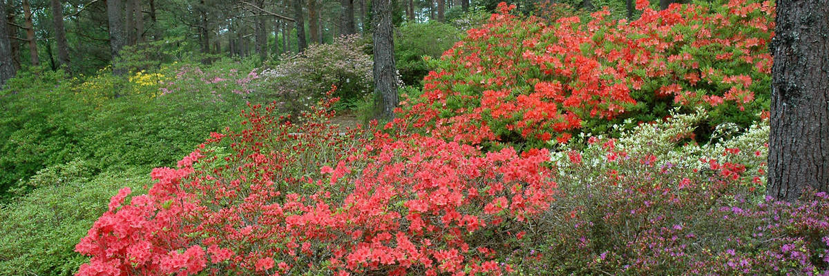 Rhododendron in the species collection