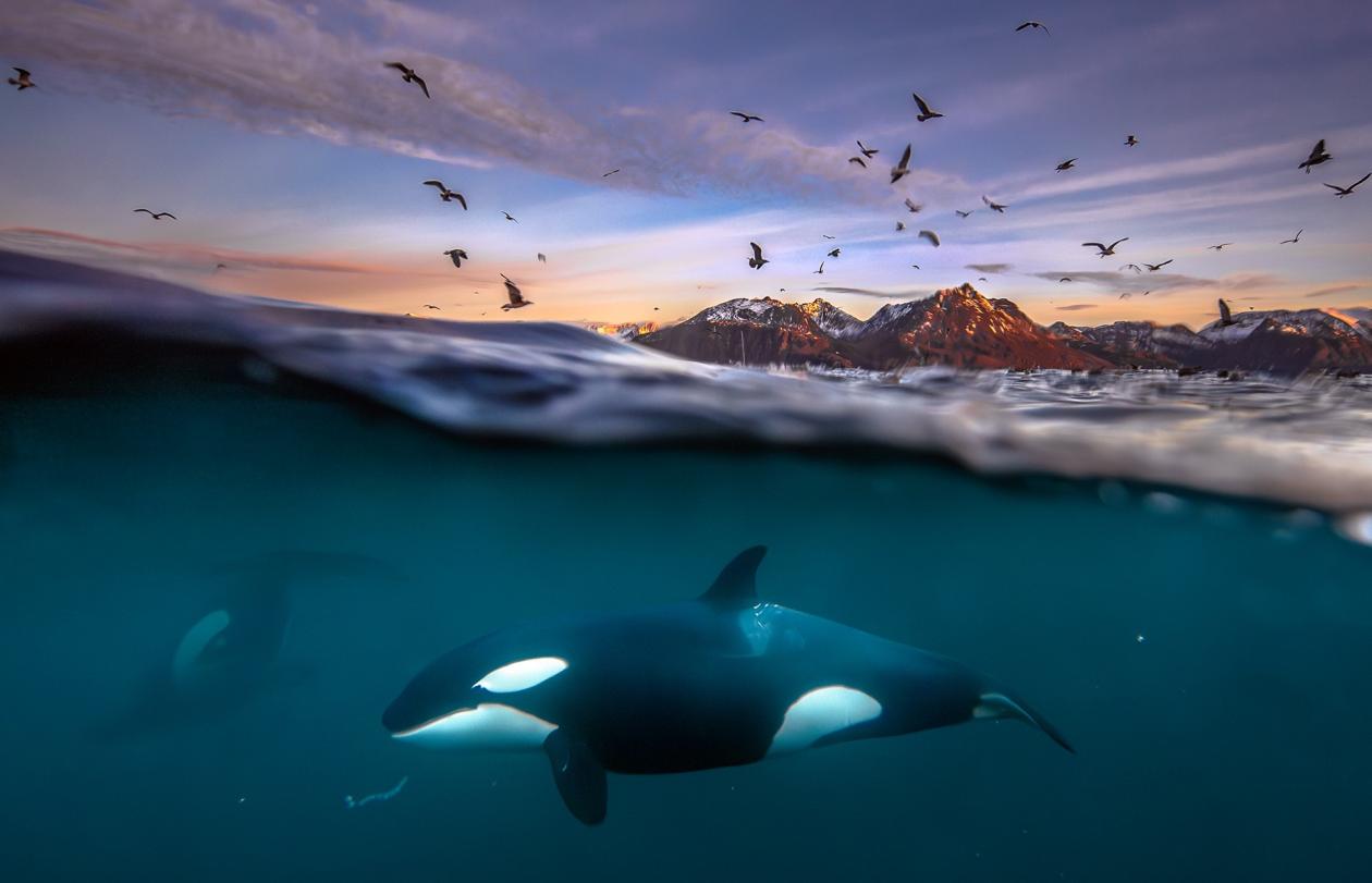 Halve bildet over og halve under vann, over vann sees fjell under en dramatisk himmel full av sjøfugl, under vann sees en spekkhoggere i profil mens en annen kan skimtes i bakgrunnen 