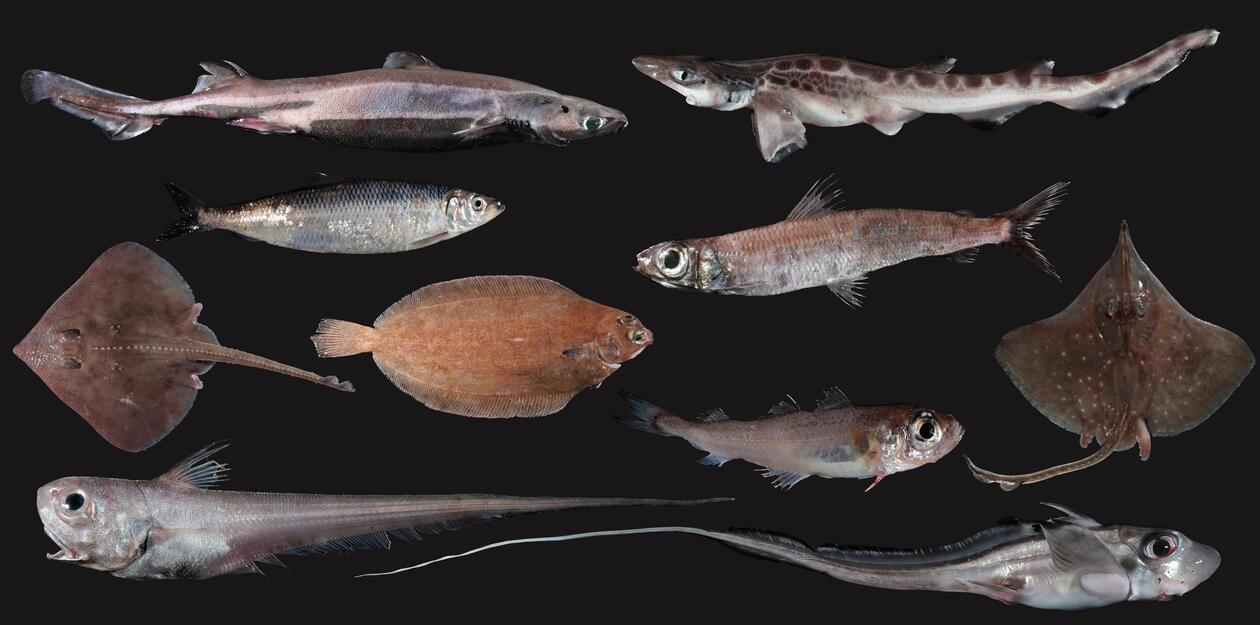 Overview_fish_diversity