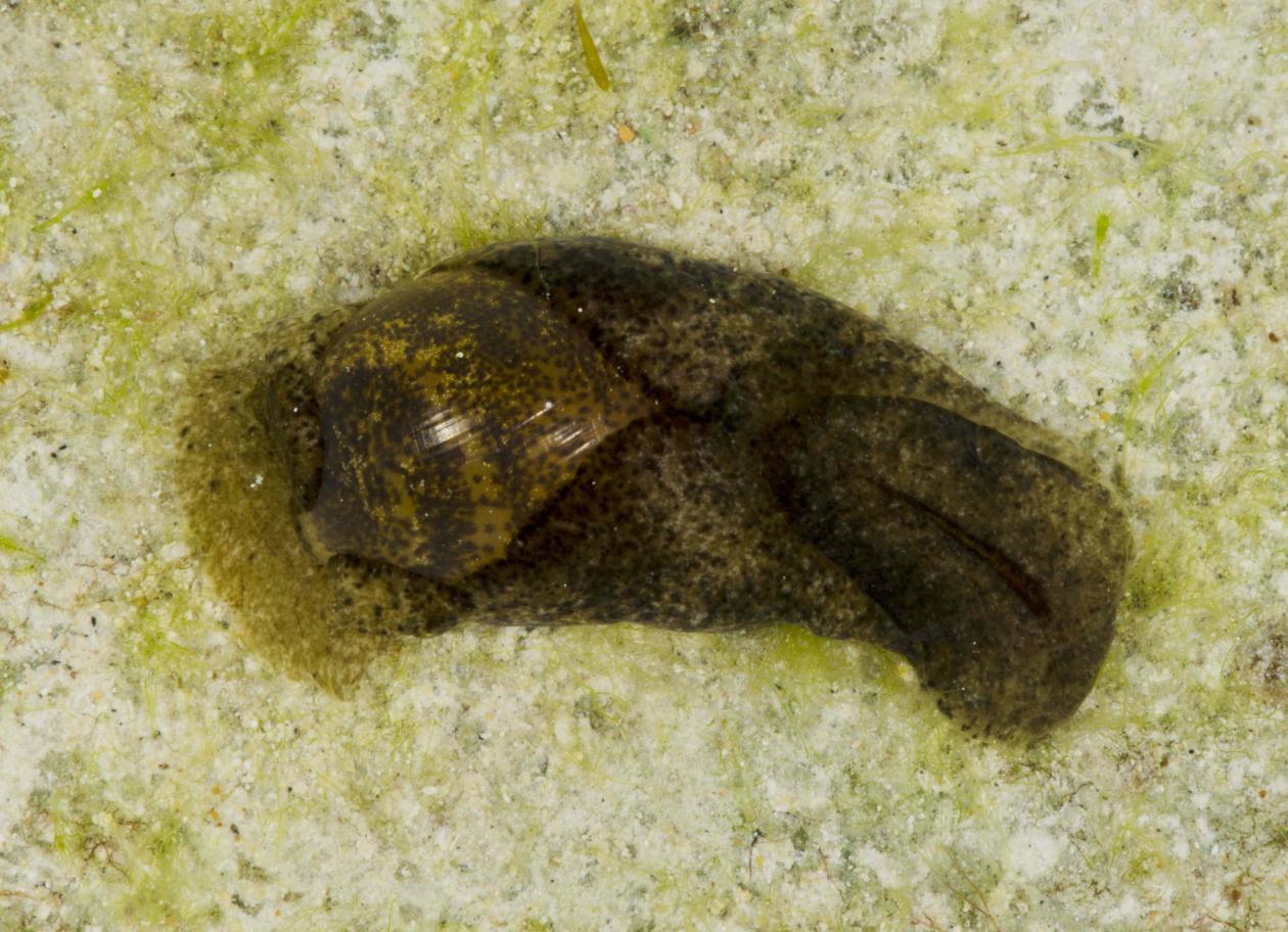 Haminoea sp. from the Bahamas