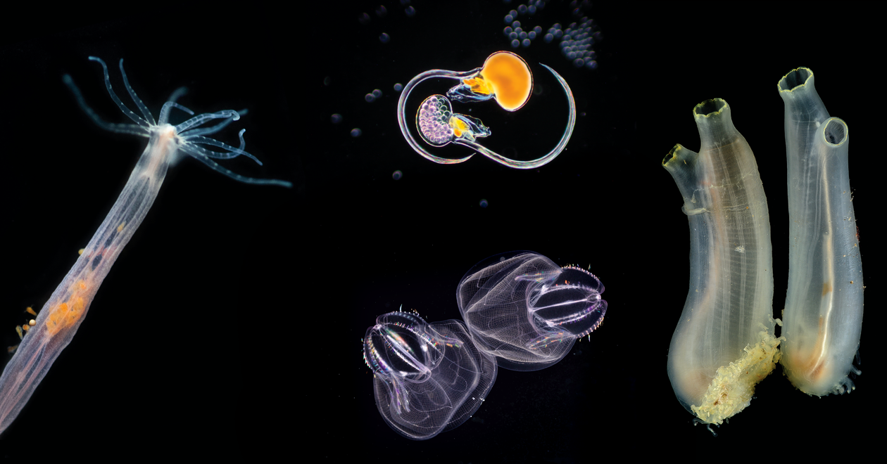 Underwater images of marine life