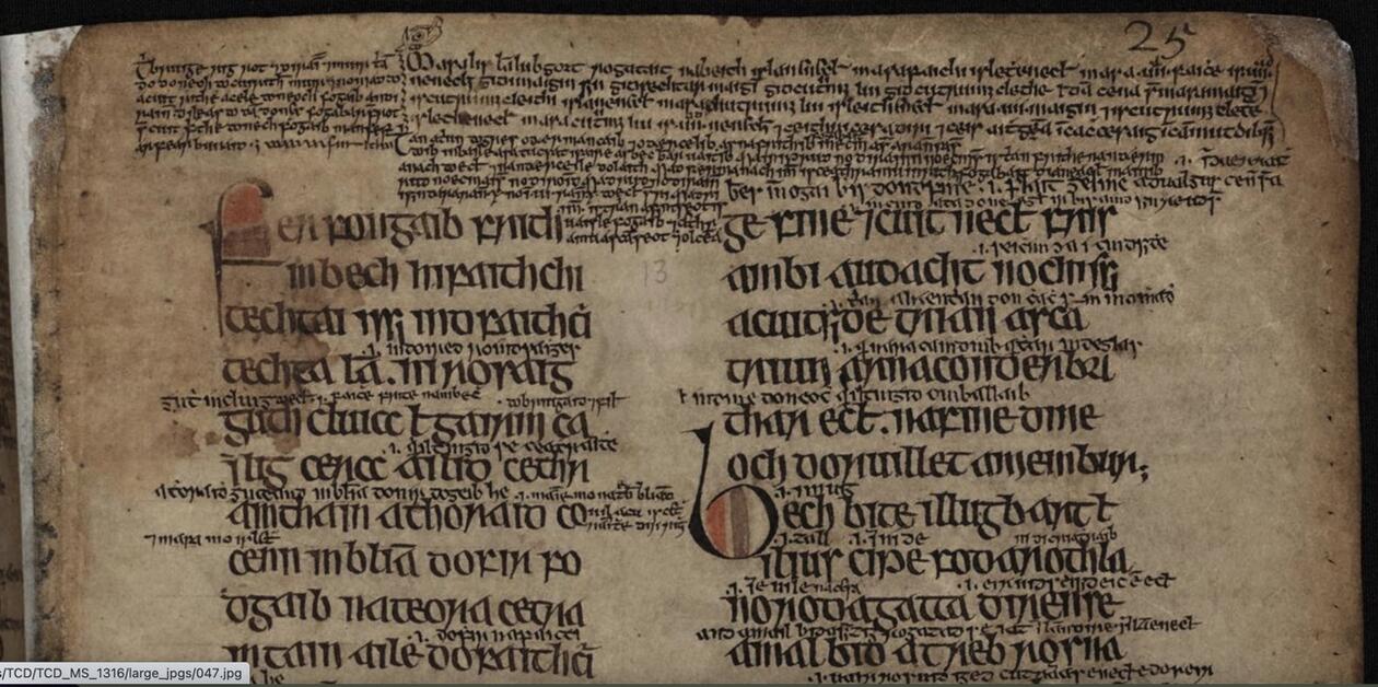 An extract from Bechbretha, TCD MS 1316/2, p. 25. Image courtesy of ISOS. 