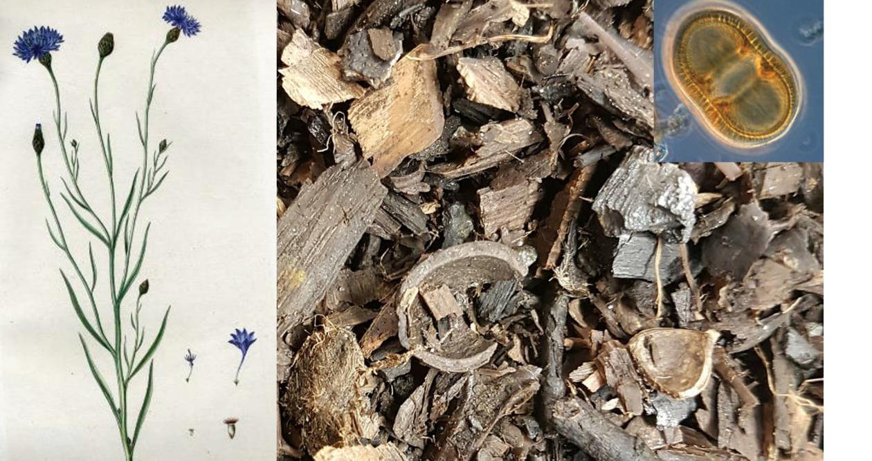 Kornblomst (Centaurea cyanus), pollenkorn av kornblomst og annet plantemateriale