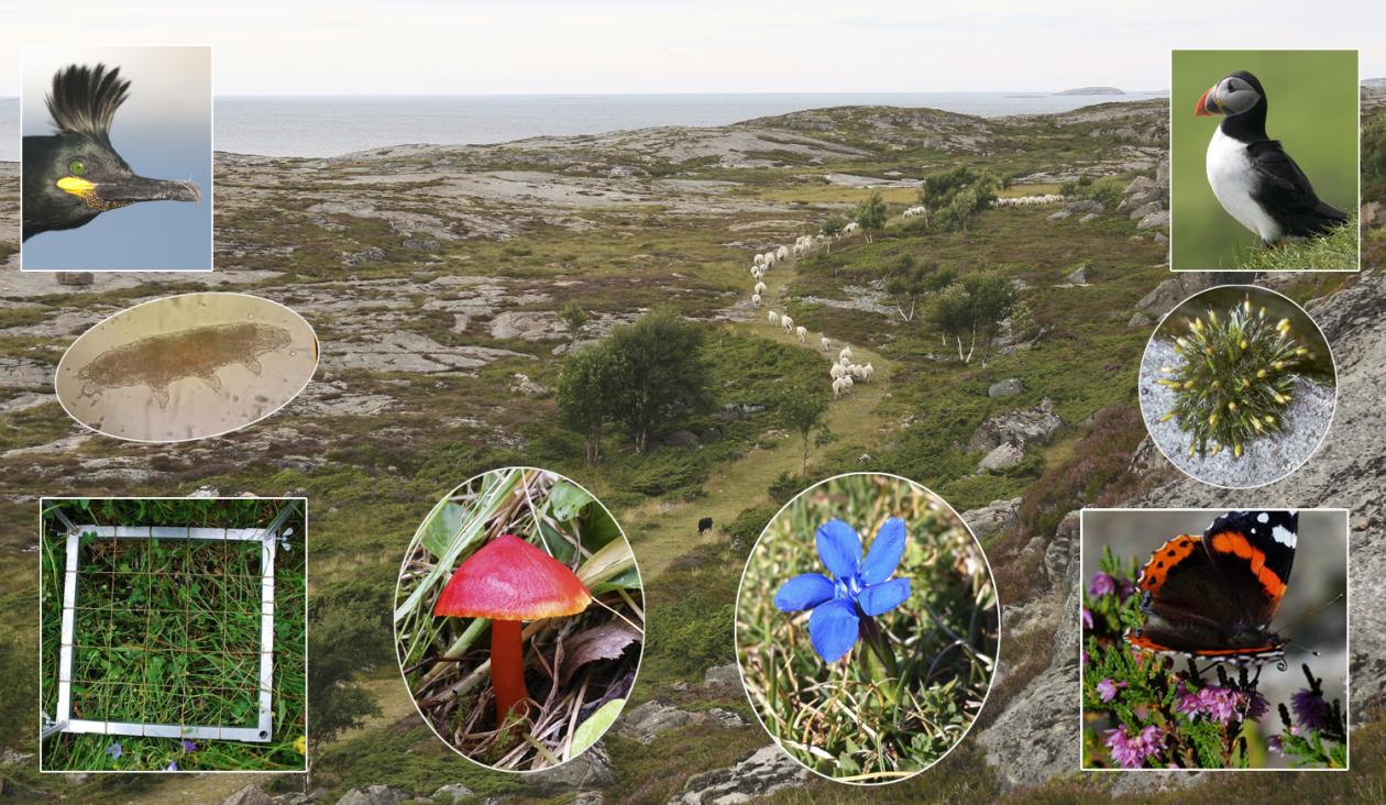 A cultural landscape with inset images of cormorant, tardigarde, sampling quadrat, red fungus, blue gentian, admiral butterfly, Grimmia moss, and puffin