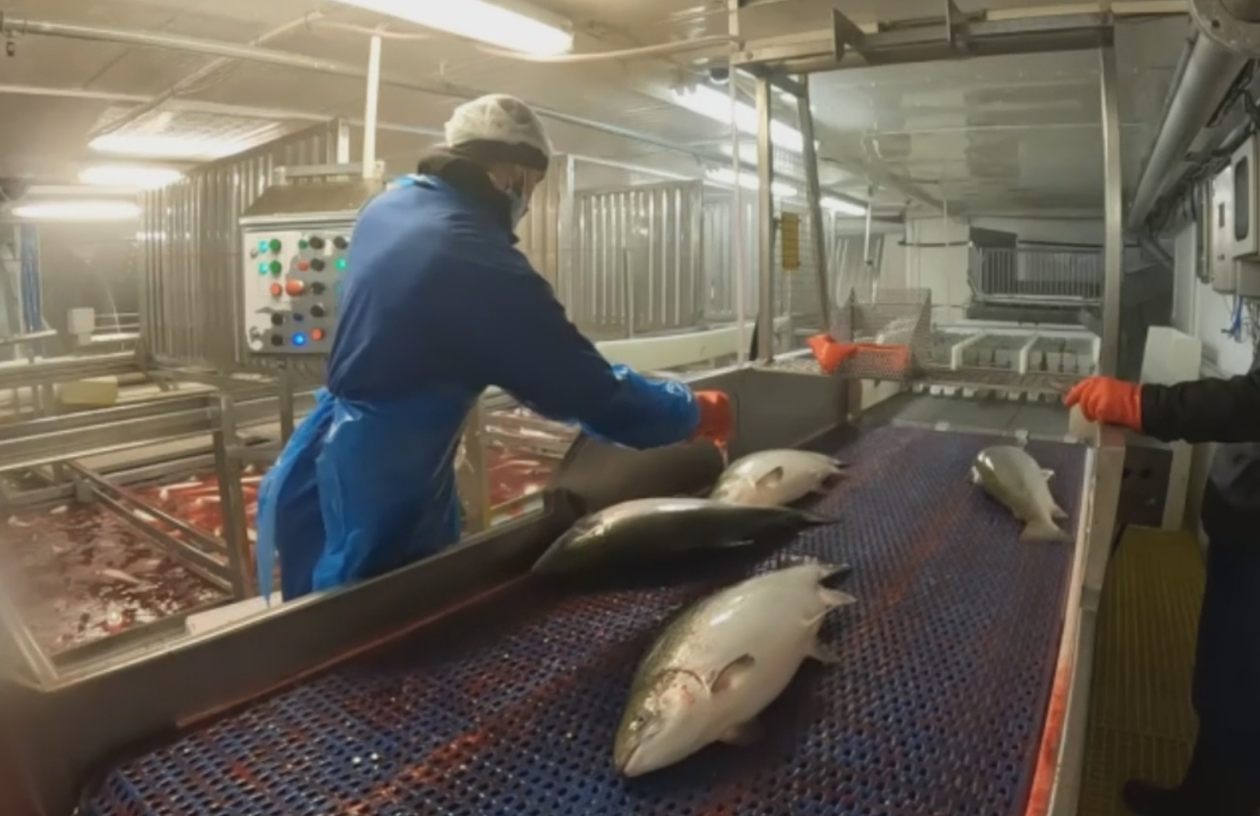 Person arbeider ved samlebånd med fisk på. 