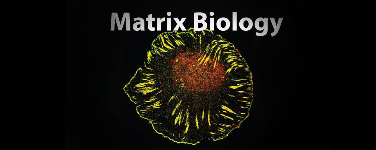 Matrix Biology course | Centre for Cancer Biomarkers CCBIO | University ...