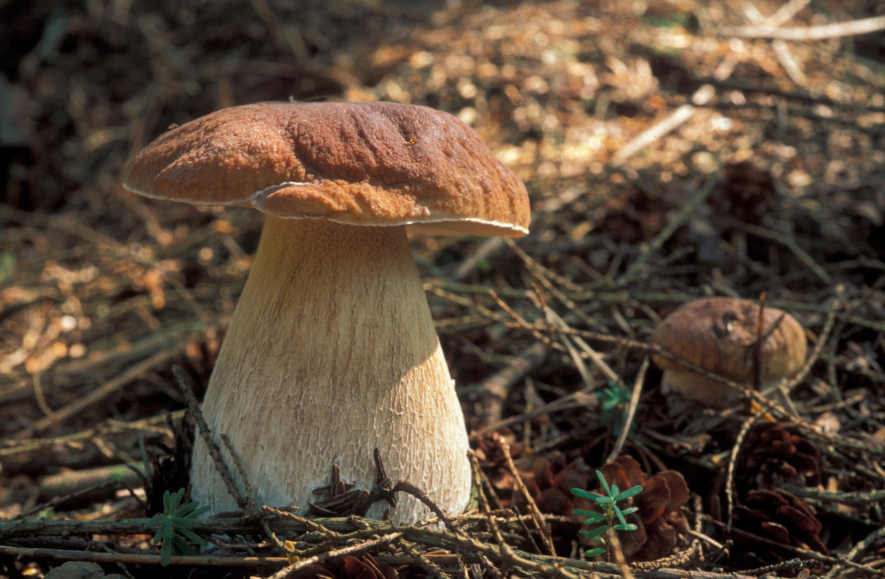 Steinsopp er en god matsopp.