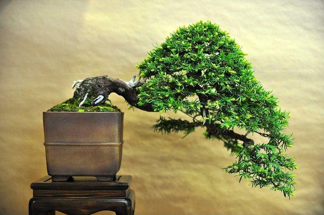 Bonsai tree