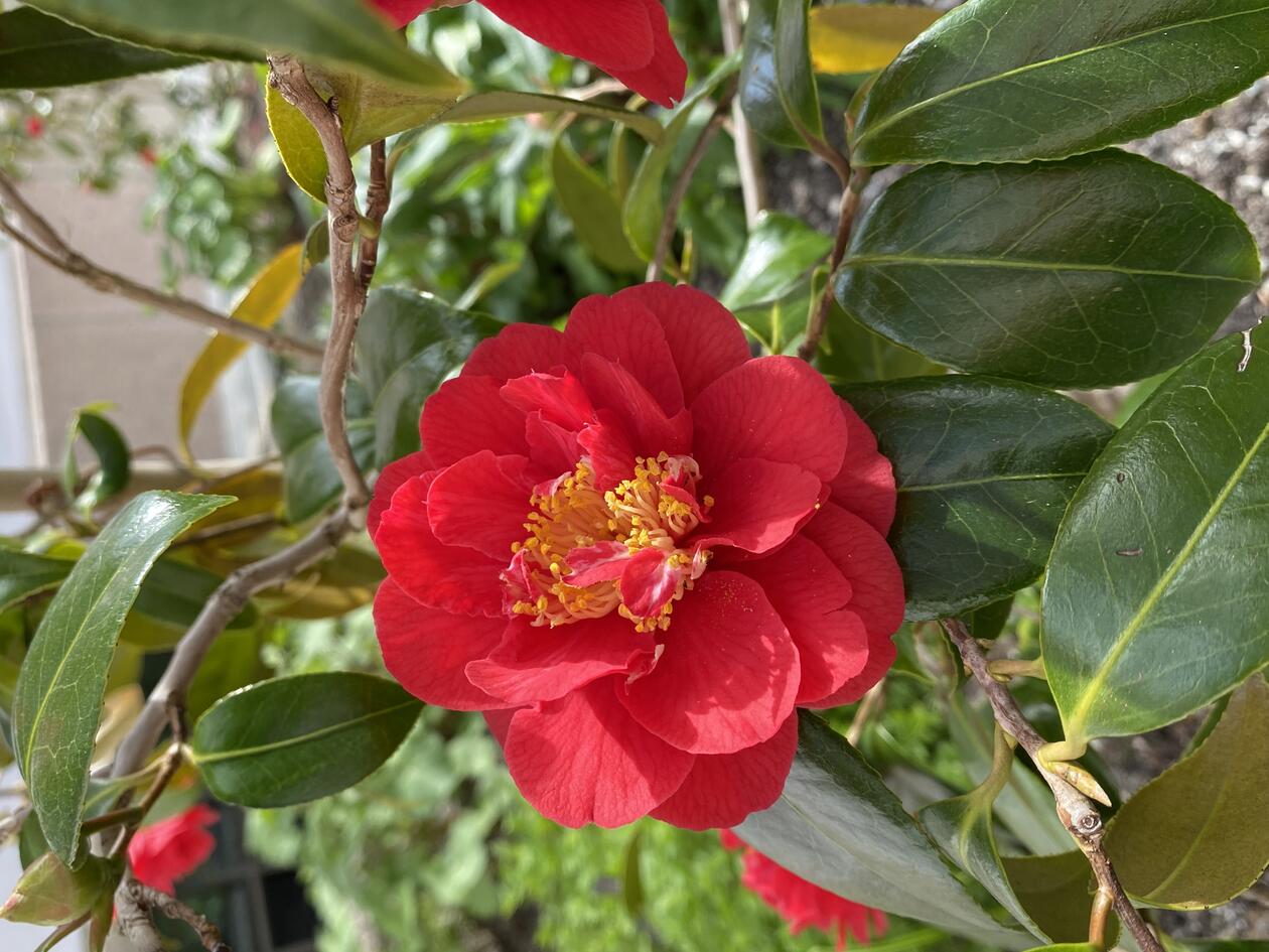 Camellia 'Brigadoon' i Muséhagen.