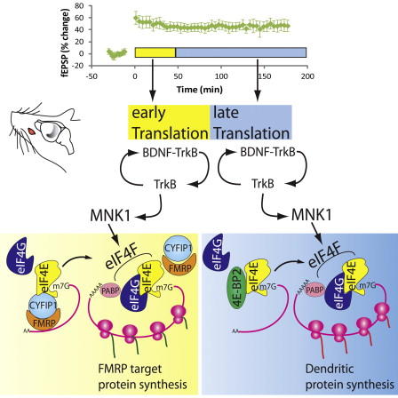 Grafisk abstrakt av artikkelen