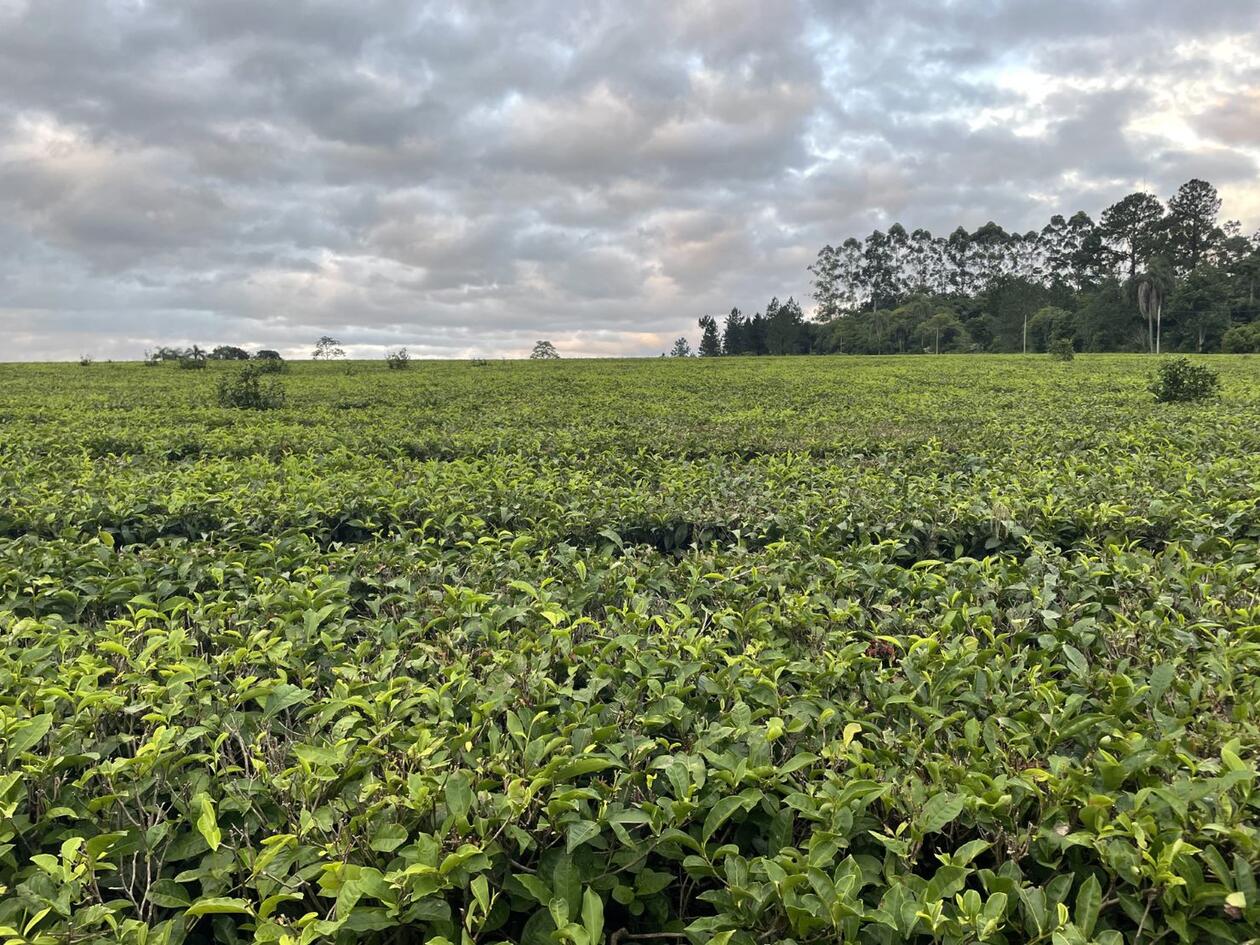 Picture of tea plants on a chacra in Misiones, Argentina