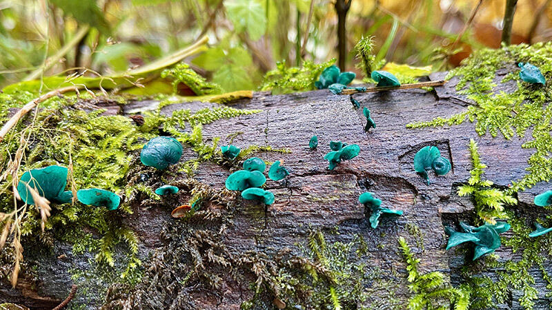 Chlorociboria aeruginascens