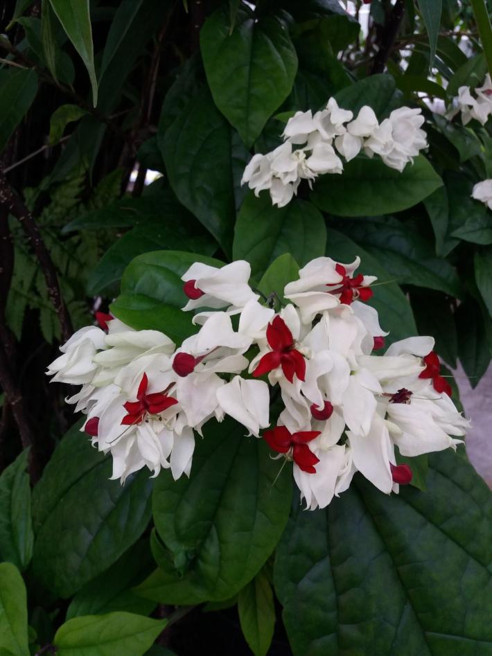 Prestetre i blomst i veksthuset