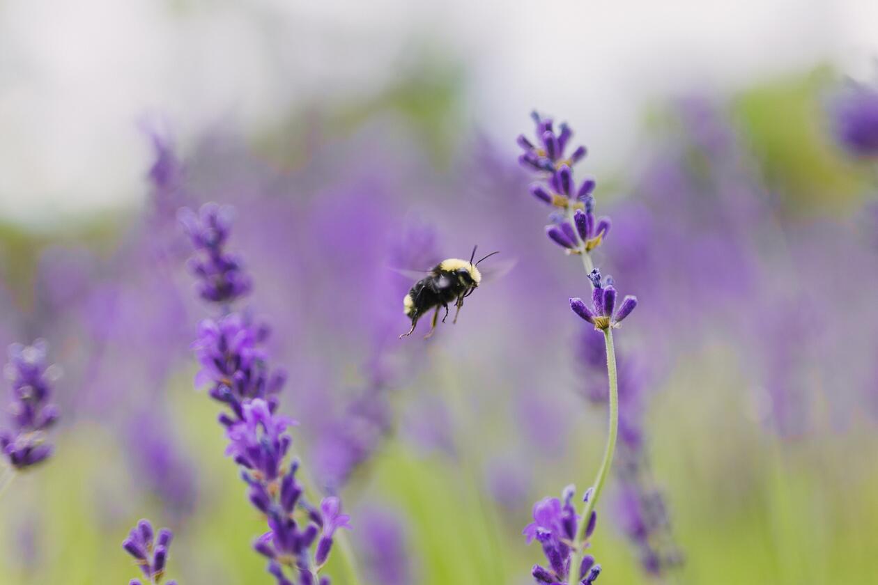 A bee between lilac flowers - two in focus and several others blurred in the background