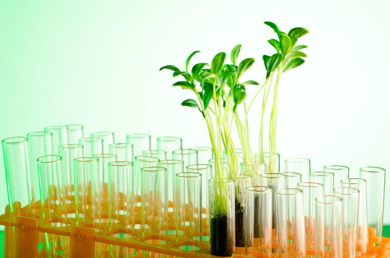 Bildet viser plantevekster i reagensglass