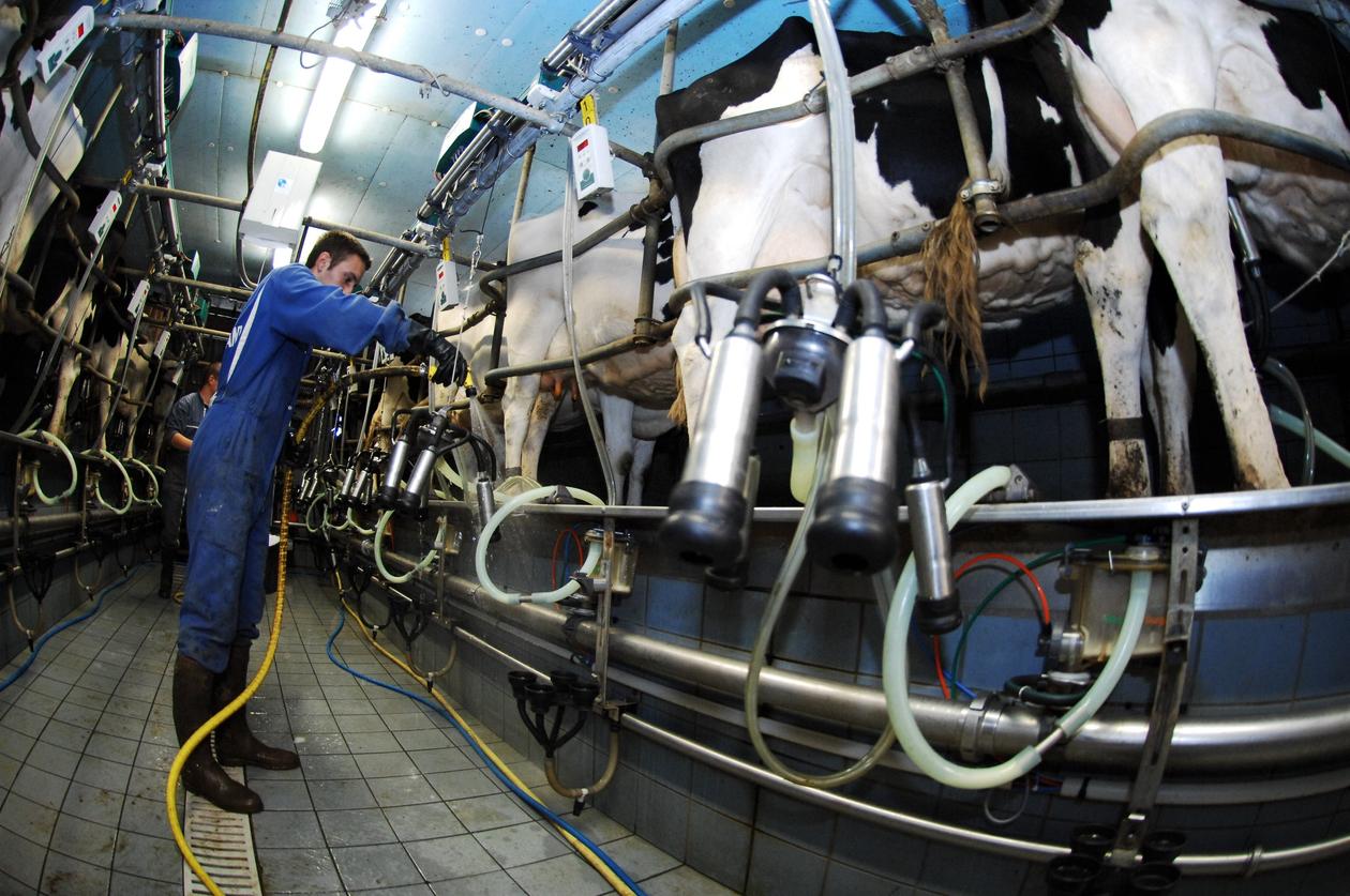 en bonde står med melkeapparat klar for å melke kyrne sine