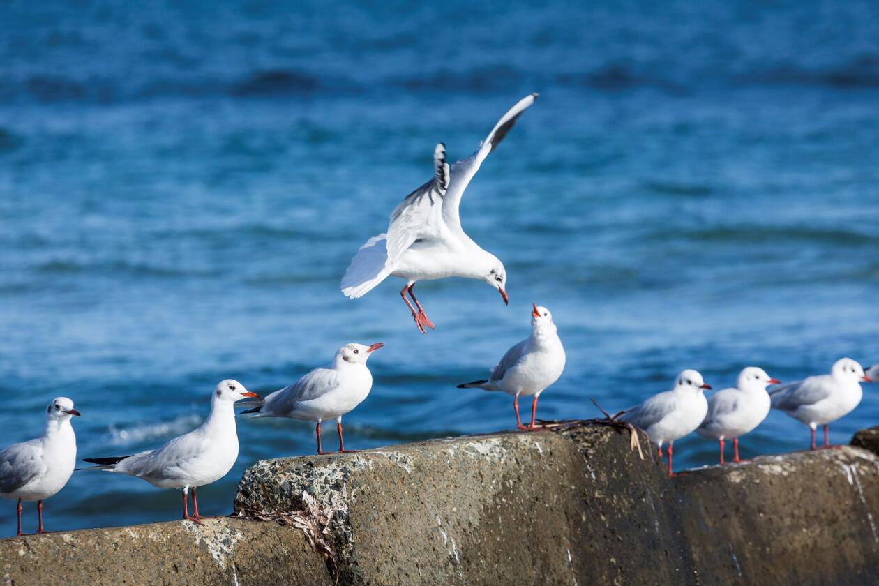 Seabirds