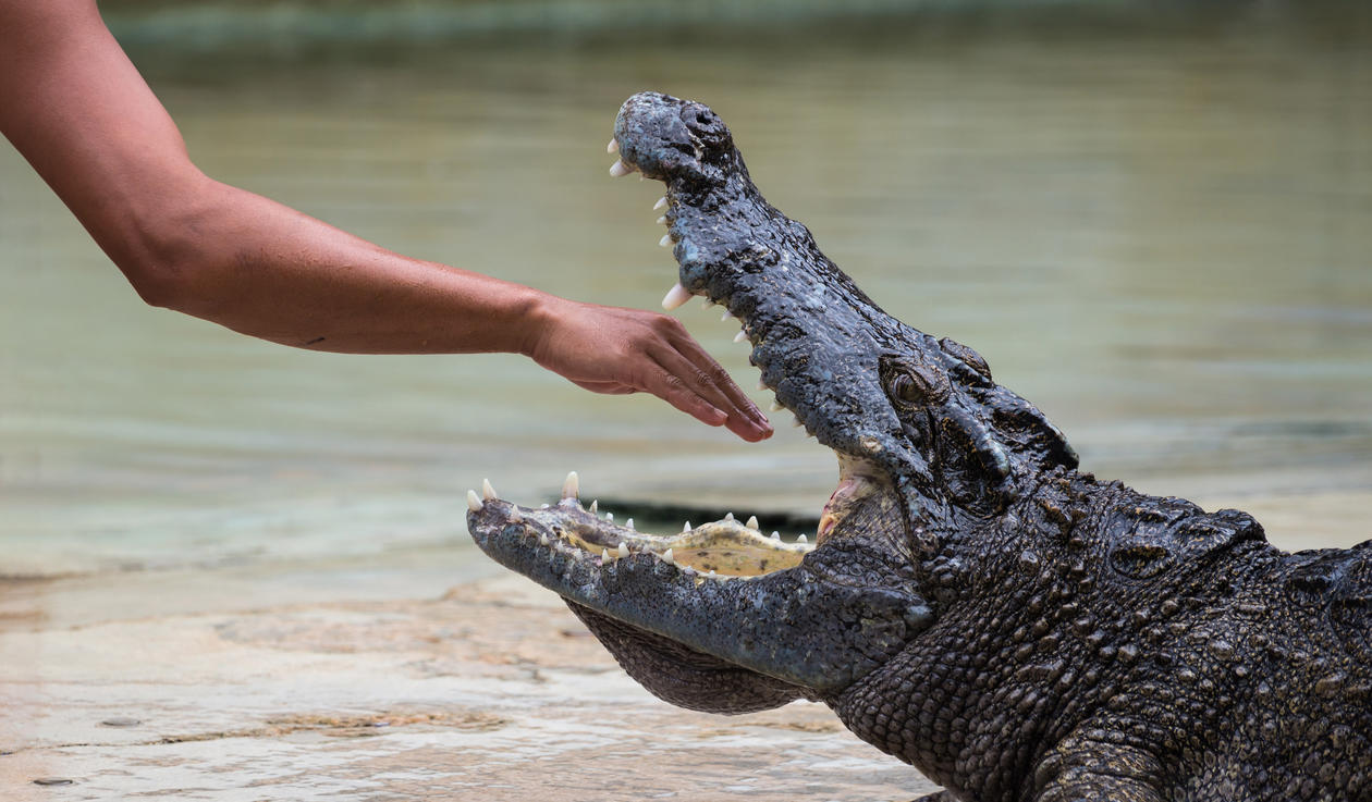 Crocodile and hand