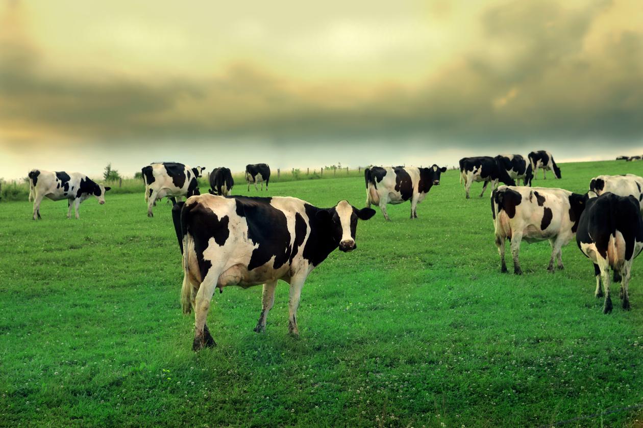 Kyr på en grønn eng. Illustrasjonsfoto brukt som del av artikkel om forskning på bærekraft i europeisk landbruk.