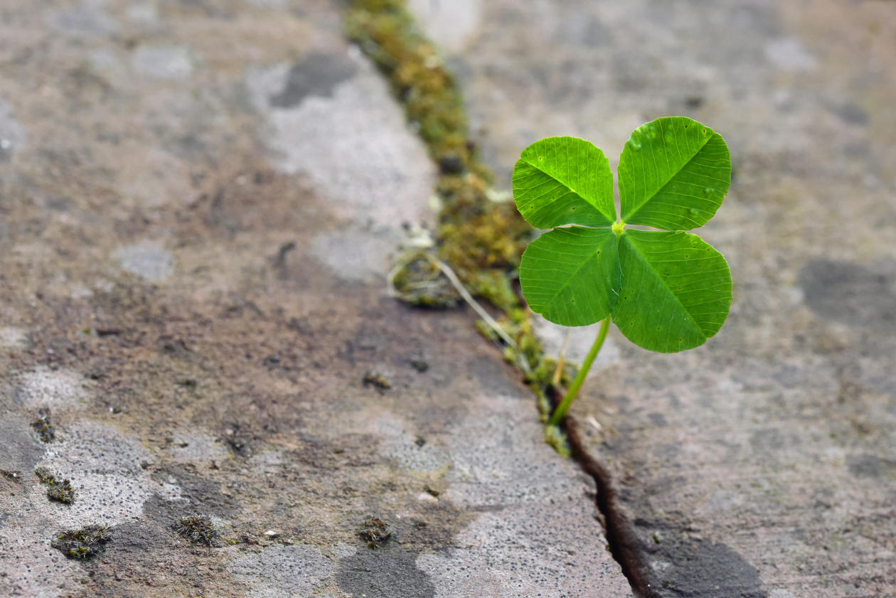 four leafed clover growing in a crack in the footpath