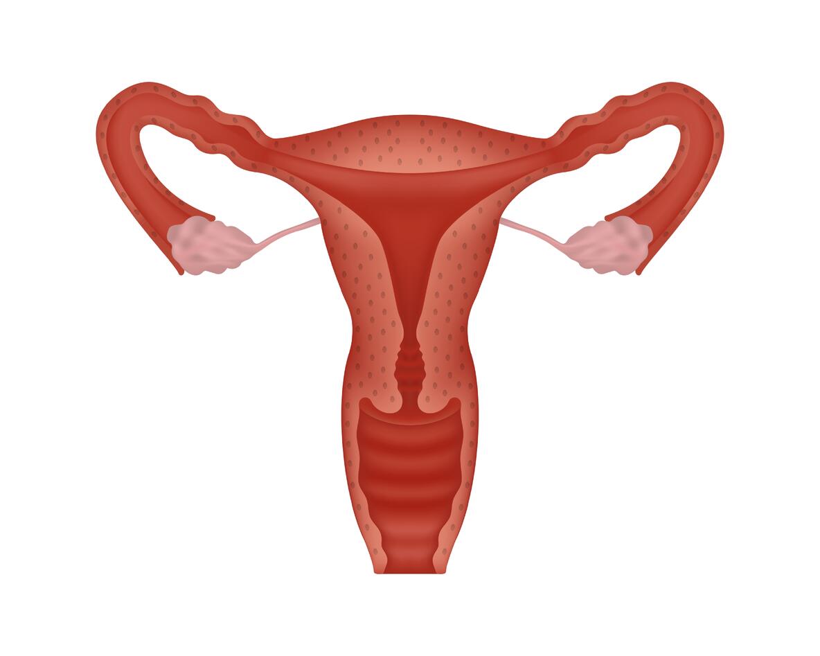 female human reproductive system. Anatomically correct female reproductive system on white background