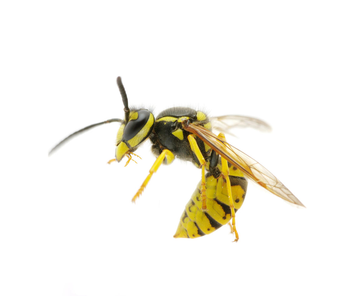 Wasp. Illustration