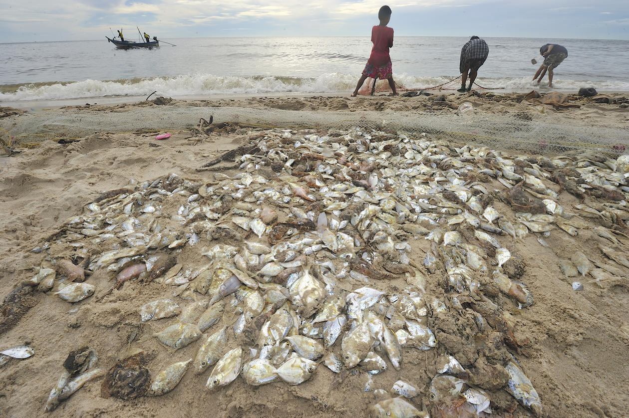 Døde fisk på en strand. Brukt som illustrasjonsfoto i sak om frivillig forpliktelse på FNs havkonferanse 2017.