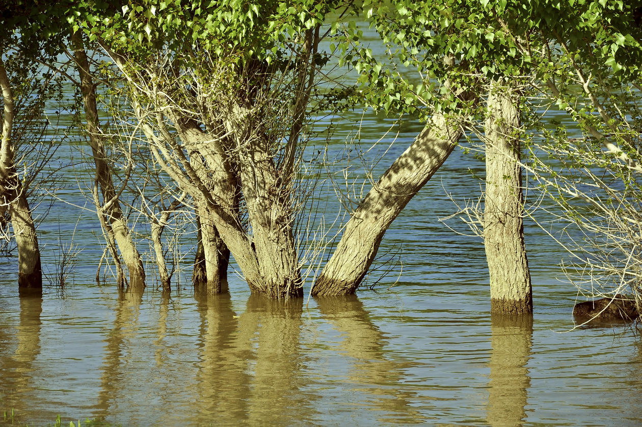 Trees in the flood-basin of the river Danube