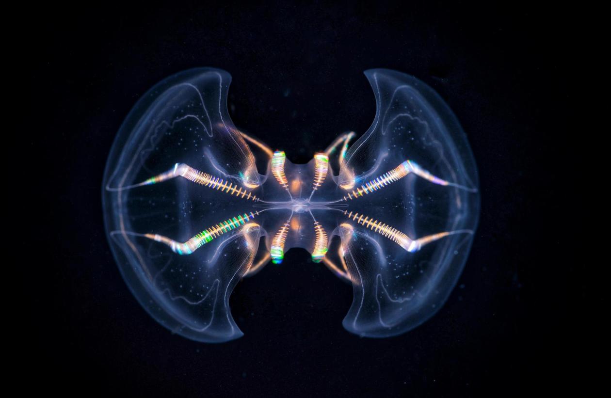 Photograph of a comb jelly seen from above. 