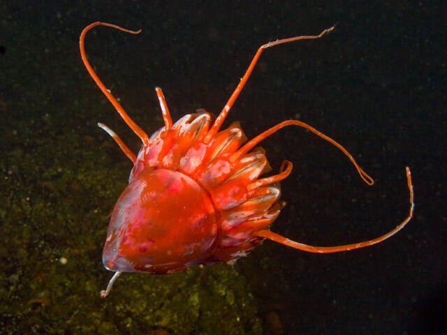The helmet jellyfish periphylla periphylla