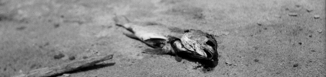 Photo of dead fish