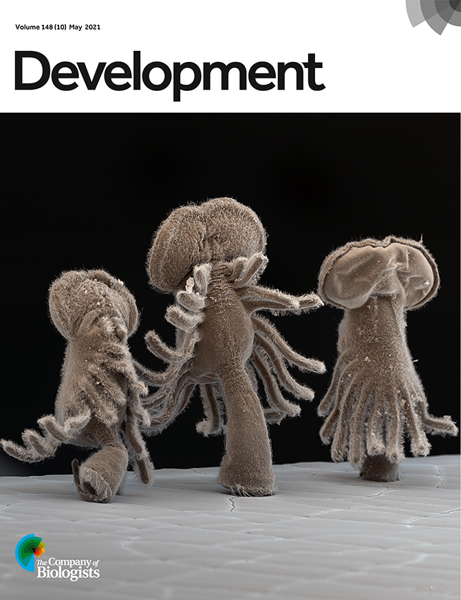 Andrikou & Hejnol 2021