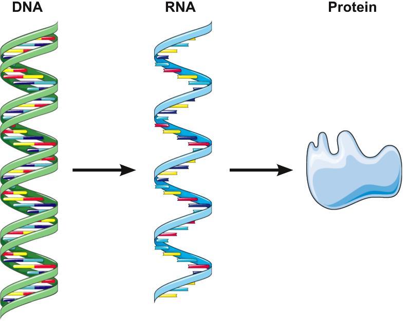 For å gå fra DNA til protein må man via RNA