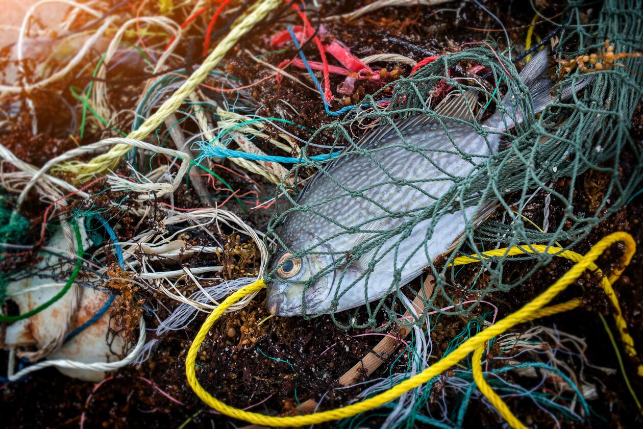Død fisk og plastforurensing på en strand