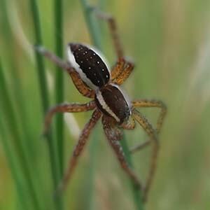 Dolomedes fimbriatus