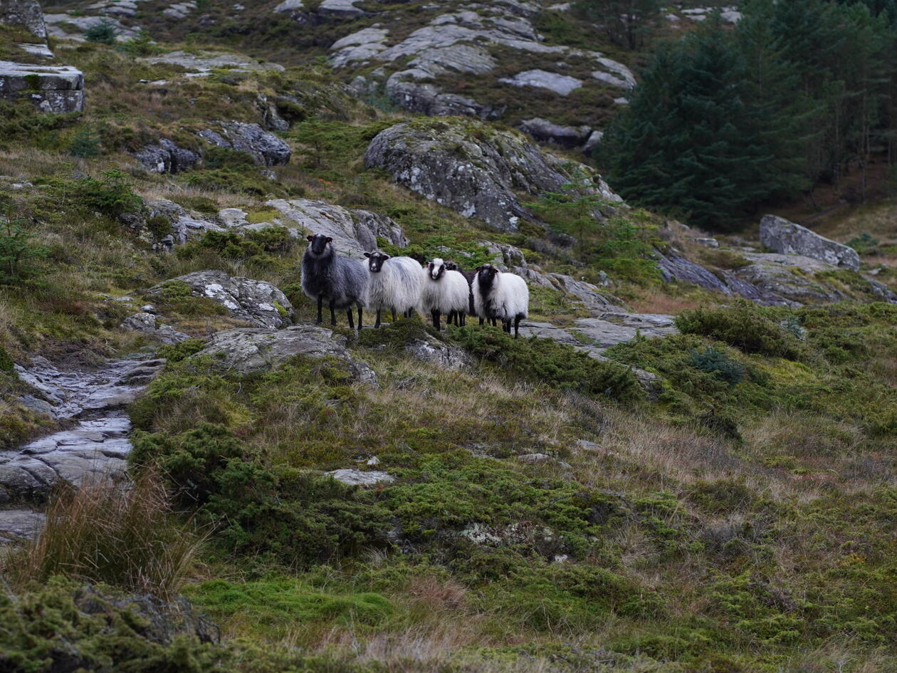 Fire sauer på rekke i en steinete grasmark, plantet gran i bakgrunnen.