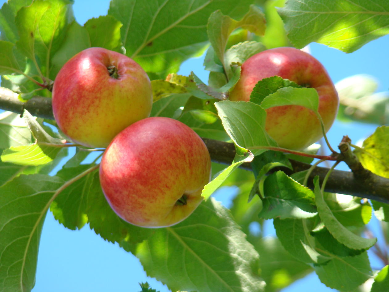 Epler i Botanisk hage