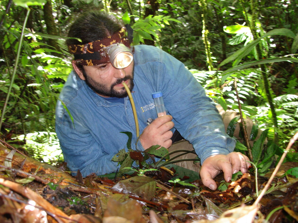 Dr. Dimitar Dimitrov under felt innsamling i Panama.