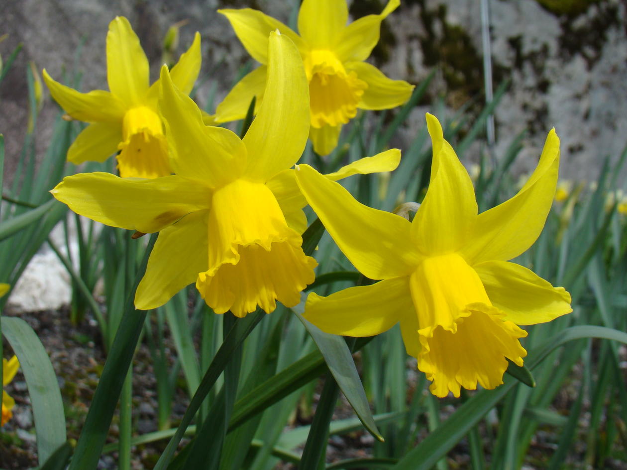 Narcissus 'February Gold'