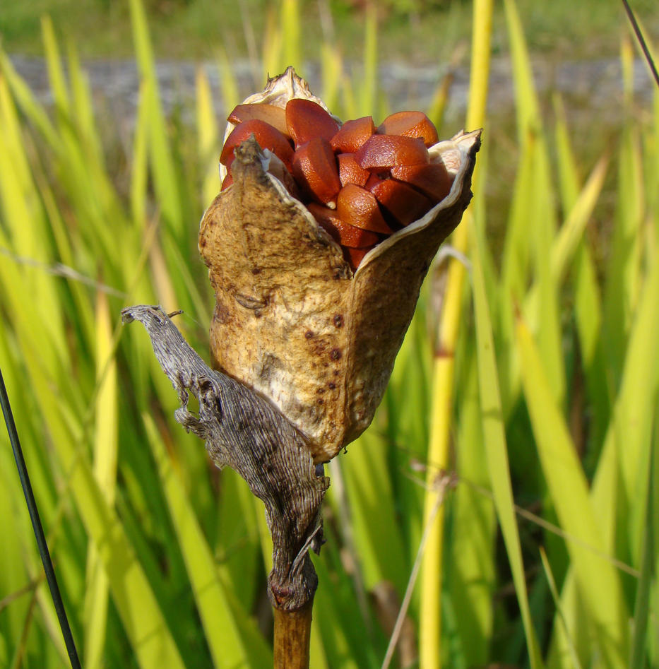 Frøkapsel av Iris fra Botanisk hage
