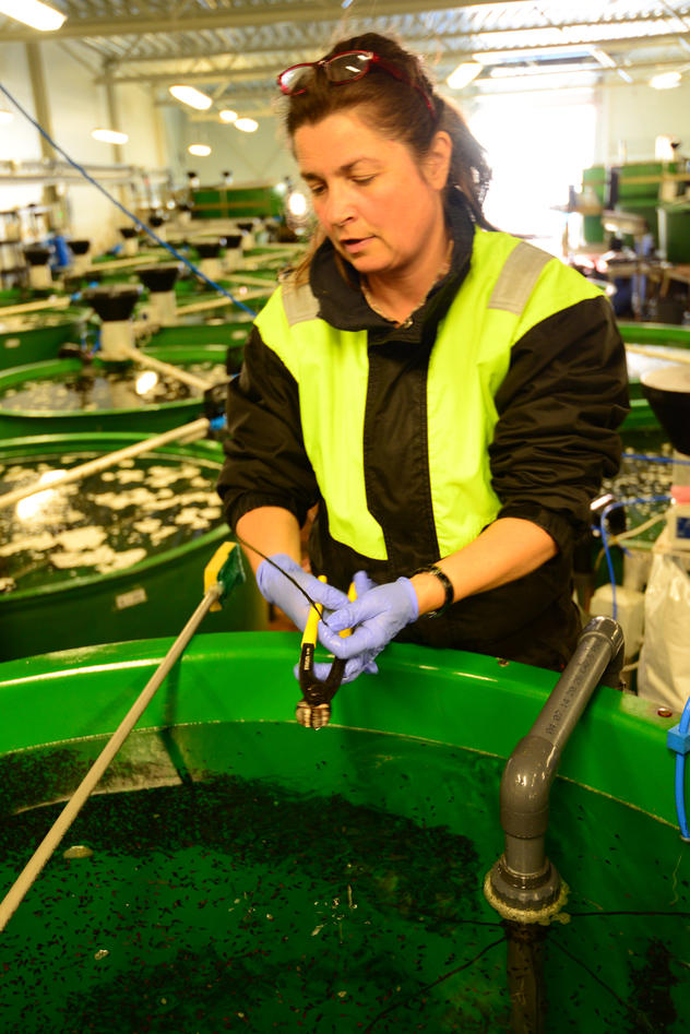 Karine Drønen sampling