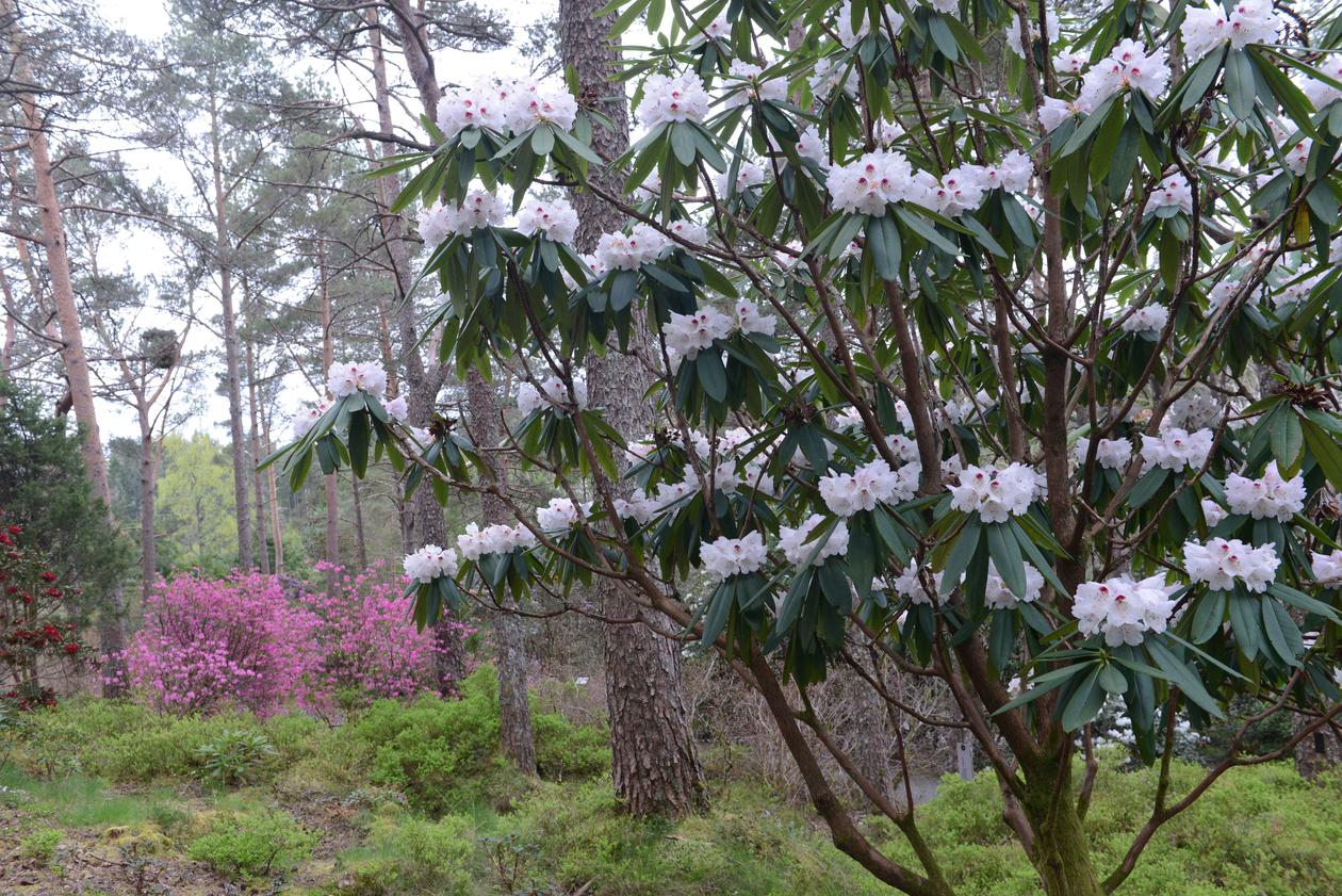 Rhododendron artssamlingen