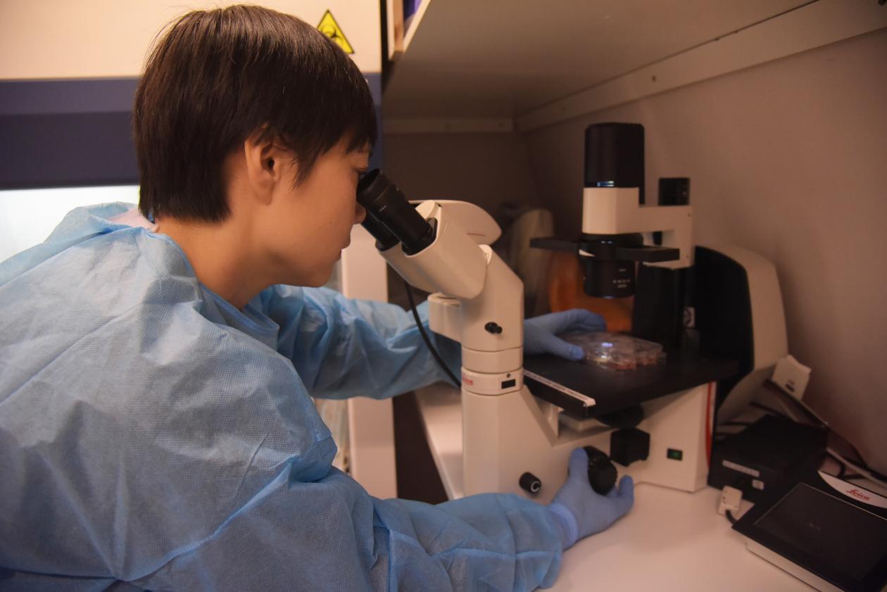 Kristina Xiao Liang på lab'en, dyrker frem mini-hjerner