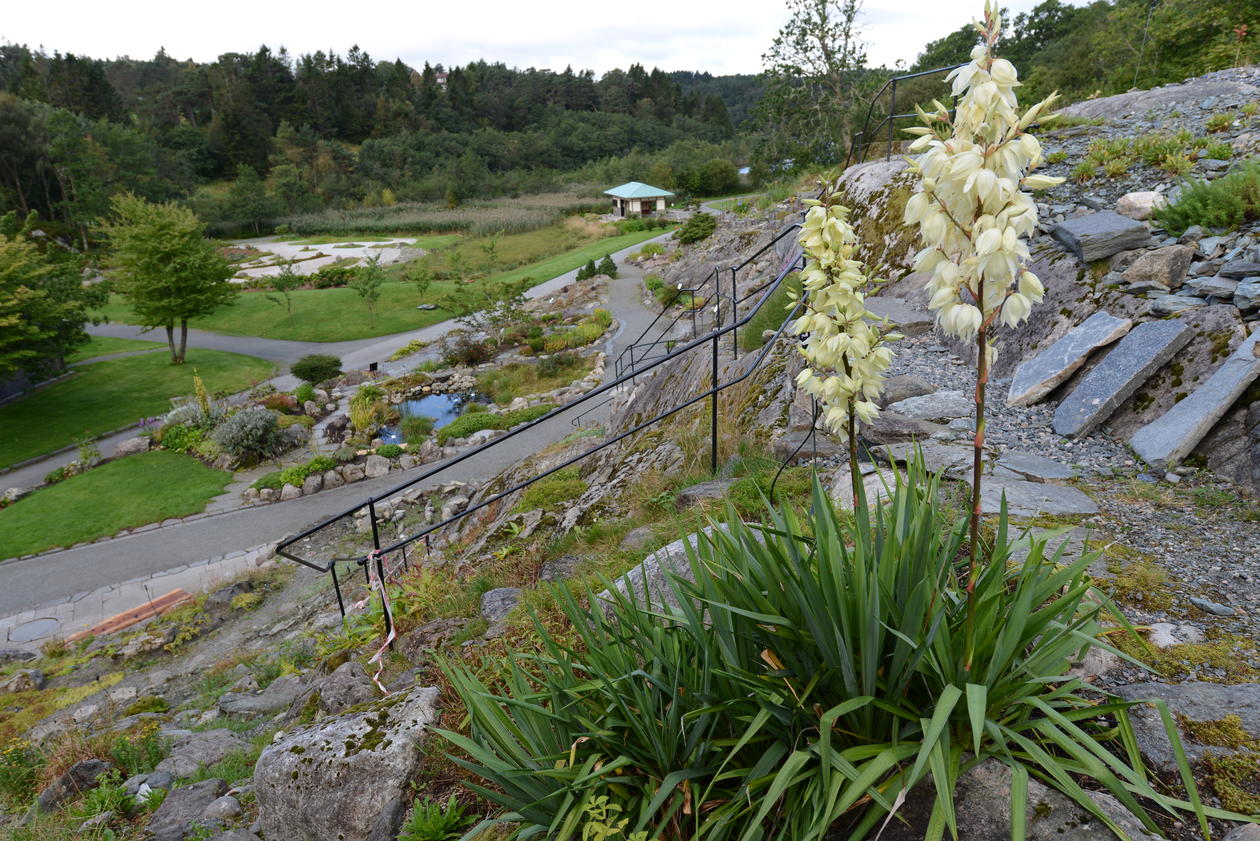 Yucca filmaentosa blomstrer.