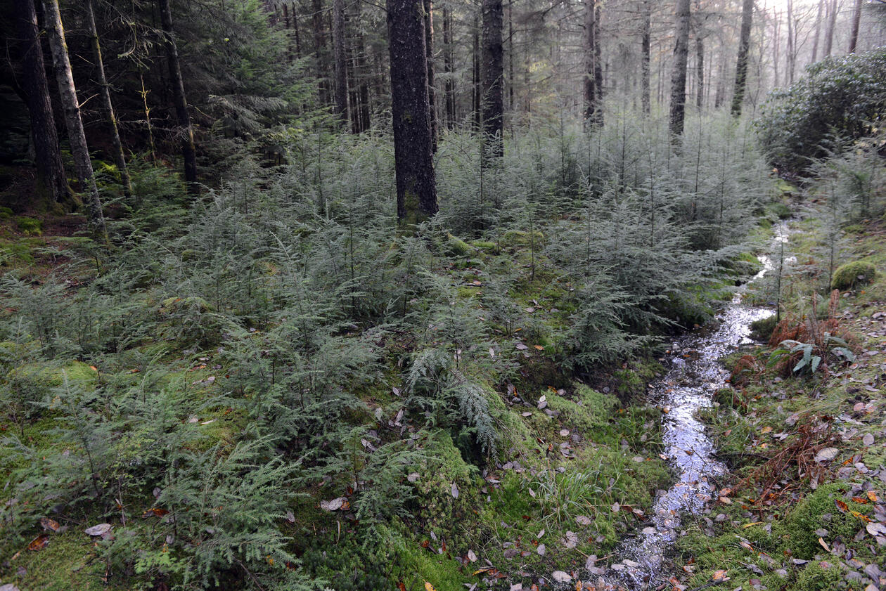 Frøplanter av vestamerikansk hemlokk detter bakken