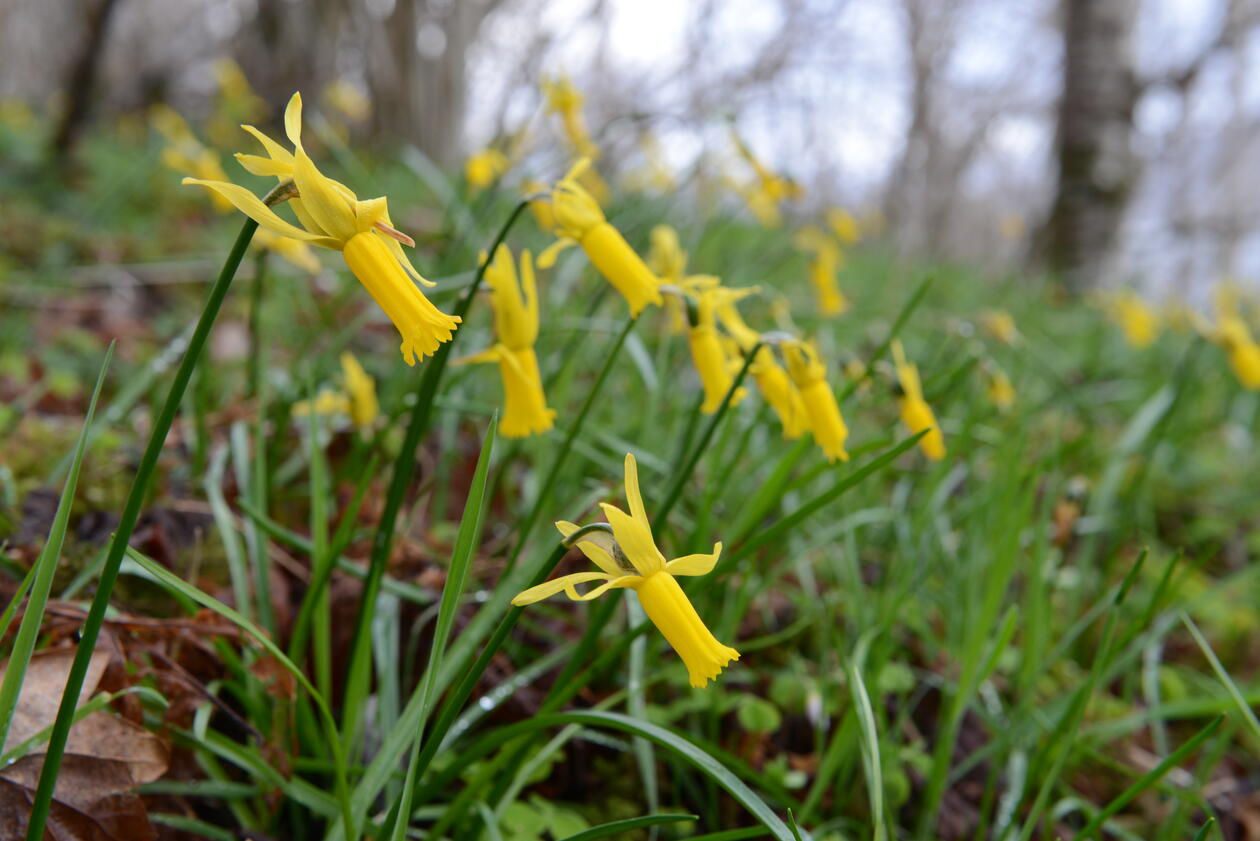 cyklamennarsiss i blomst